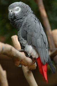 African Grey Parrot